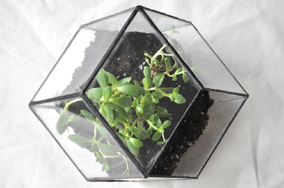 terrarium obsessarium - 85$