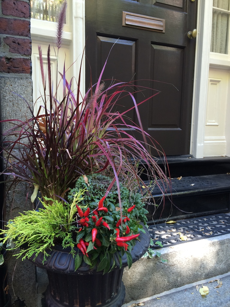 Jardinières avec piment rouge et choux frisé