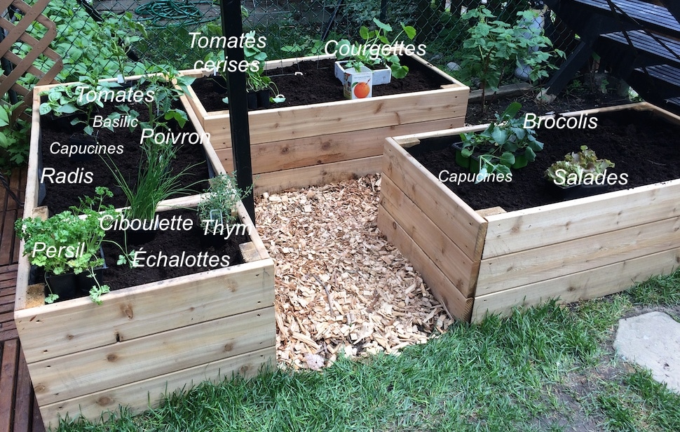 Où planter tomates, poivrons, courgettes, brocoli et fines herbes dans un potager en carré surélevé