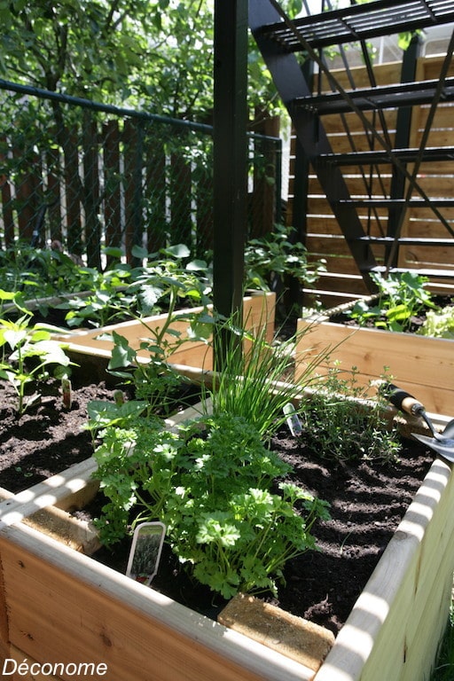 bac de fines herbes dans un potager en carré surélevé / raised bed vegetable garden plantation 