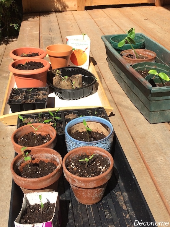 pousses de semis de tomates, courgettes et brocolis / how to make seedlings