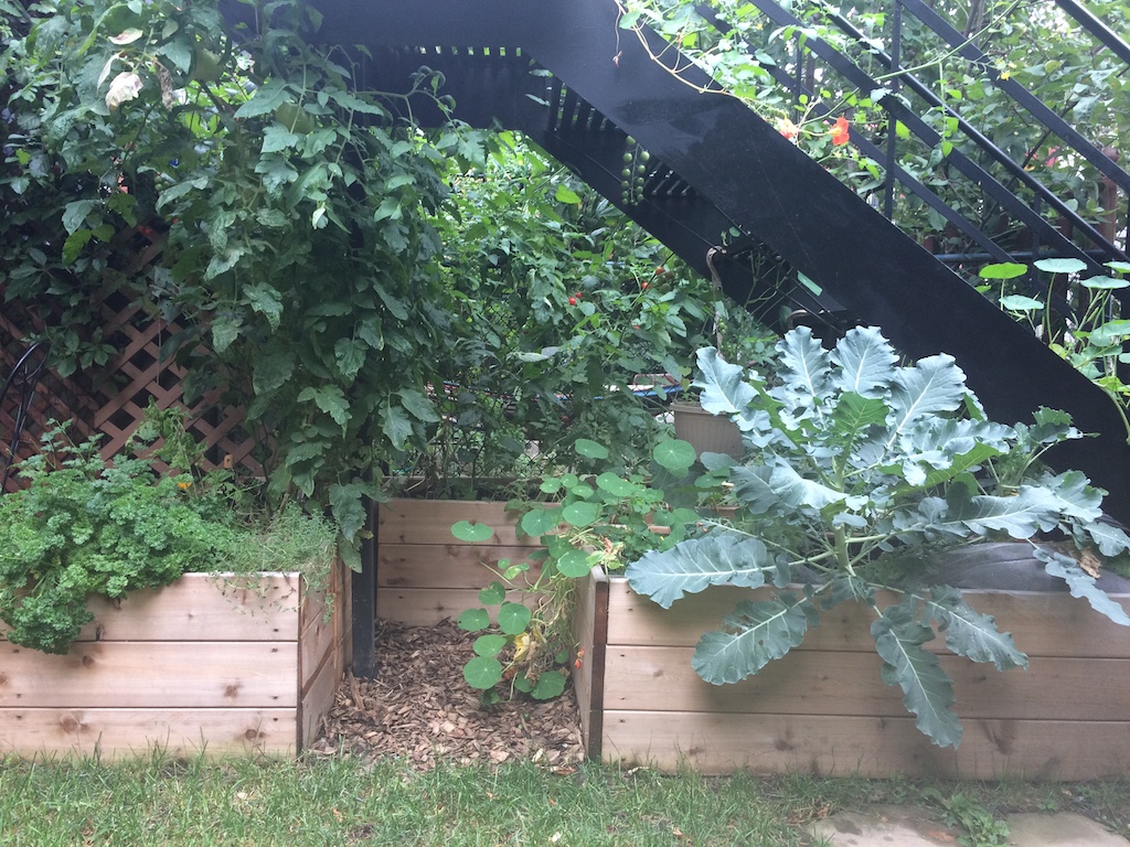 Gros plan de brocolis dans jardin potager surélevé en bacs