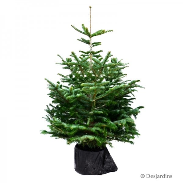 sapin naturel en motte