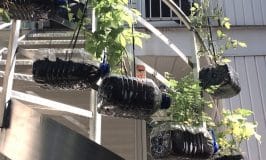 Potager dans bouteilles d'eau suspendues à un escalier / Staircase vegetable garden in water bottles
