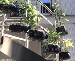 Potager dans bouteilles d'eau suspendues à un escalier / Staircase vegetable garden in water bottles