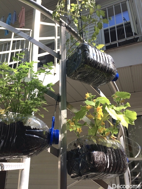 Potager dans bouteilles d'eau suspendues à un escalier / Staircase vegetable garden in water bottles