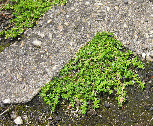 herniaire glabre couvre sol de rocaille