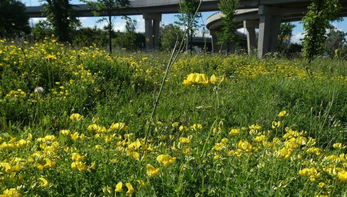 Lotier corniculier fleurs jaunes pour remplacer pelouse