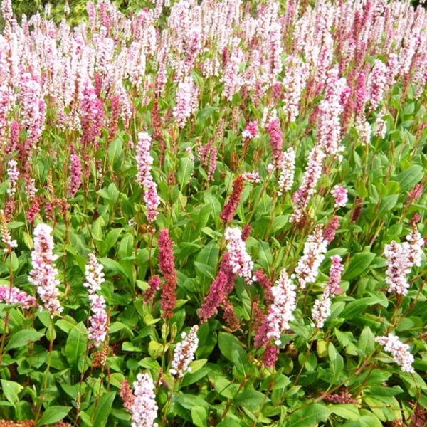 Renouée rampante plante couvre-sol fleurie et robuste