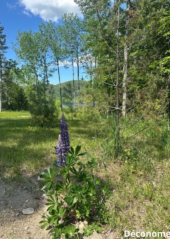 Lupin à folioles larges québec
